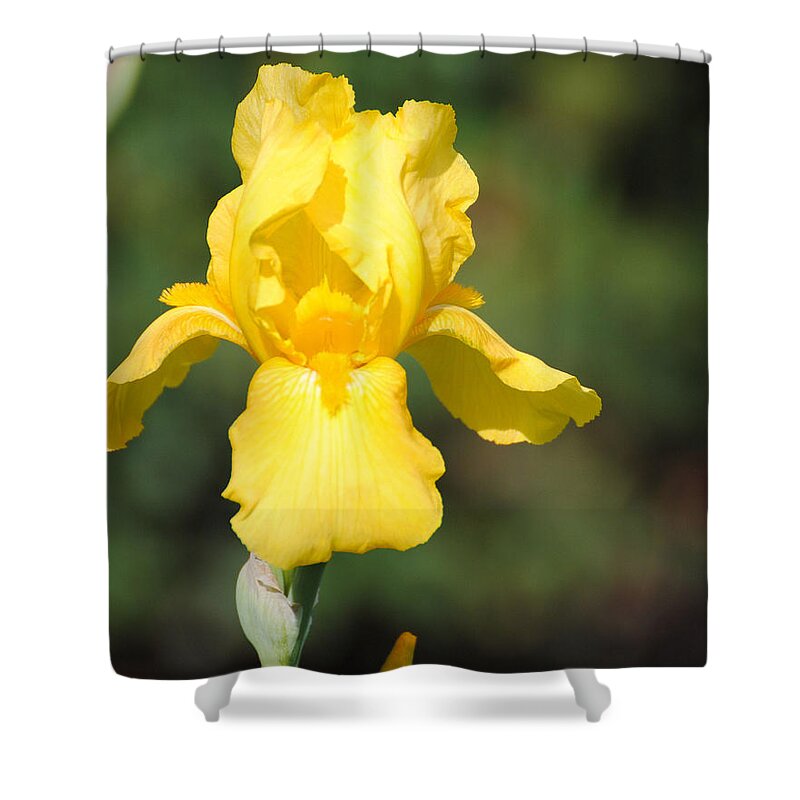 Flower Shower Curtain featuring the photograph Yellow Iris by Jai Johnson