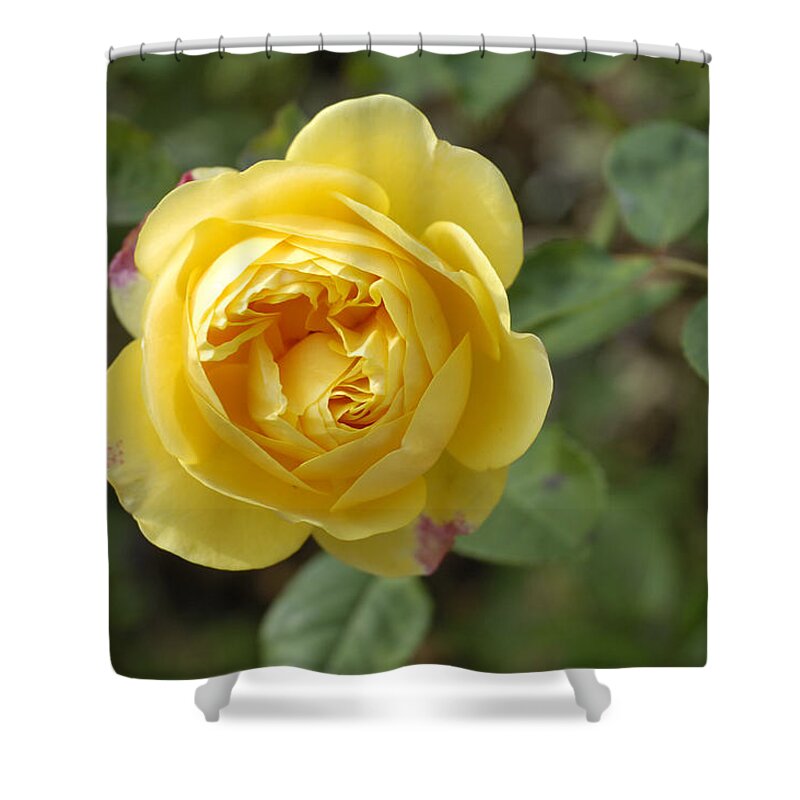 Rose Shower Curtain featuring the photograph Yellow rose by Matthias Hauser