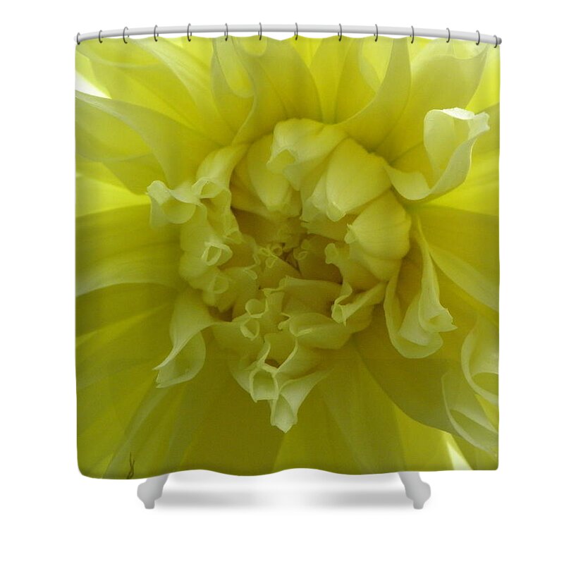 Yellow Shower Curtain featuring the photograph Yellow Sunshine by Kim Galluzzo Wozniak