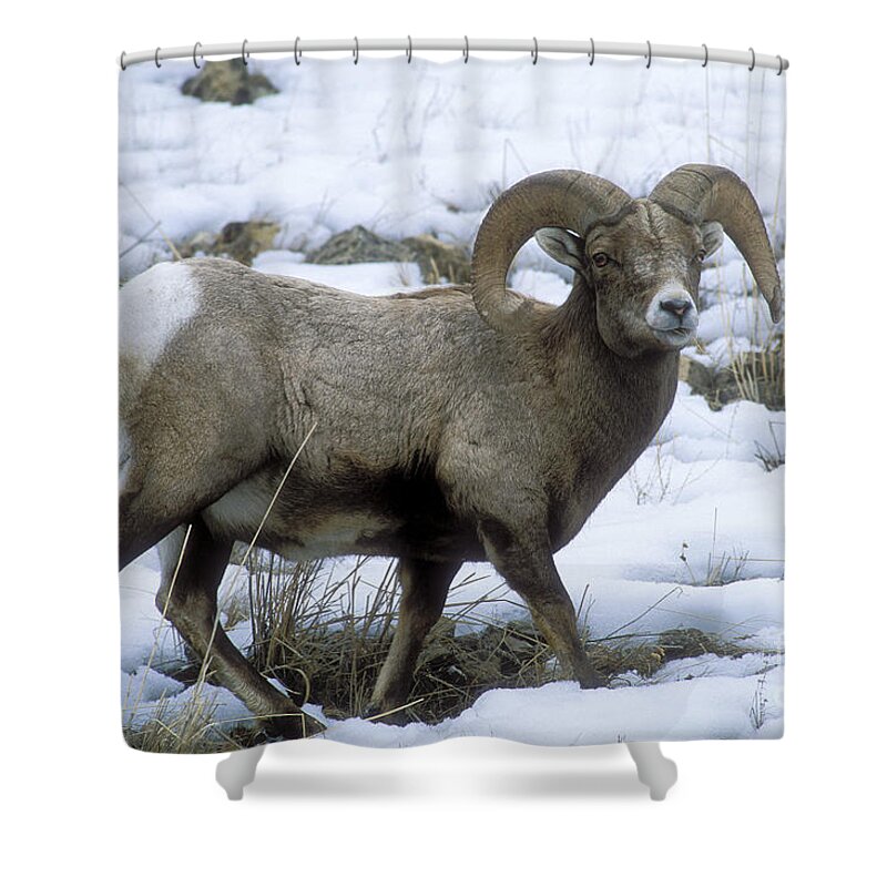 Sandra Shower Curtain featuring the photograph Yellowstone Big Horn Sheep by Sandra Bronstein