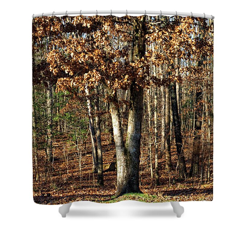 Trees Shower Curtain featuring the photograph You Can Dream by Shari Nees