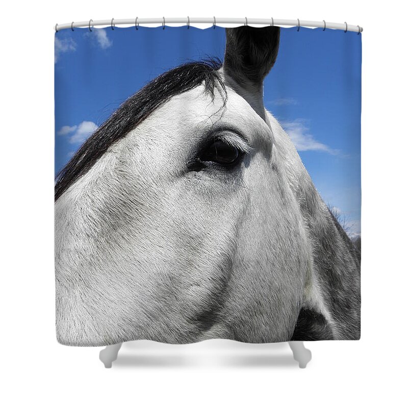 Horse Shower Curtain featuring the photograph You Lookin At Me by Kim Galluzzo