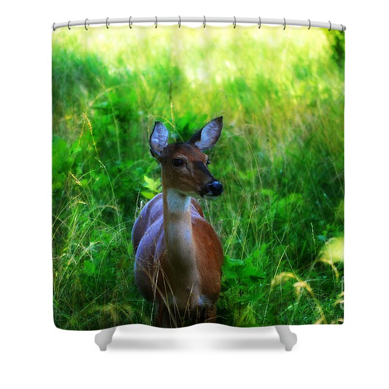 Landscape Shower Curtain featuring the photograph Young Deer by Peggy Franz