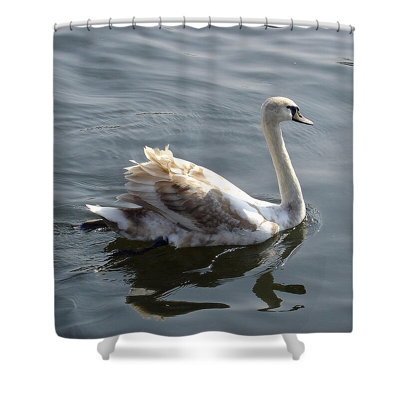 Europe Shower Curtain featuring the photograph Young Swan by Rod Johnson