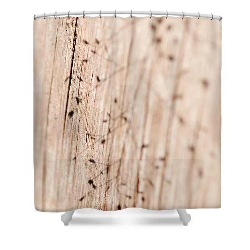 Nature Shower Curtain featuring the photograph Zen. Charm of Simplicity. Natural Watercolor. Touch of Japanese Style by Jenny Rainbow