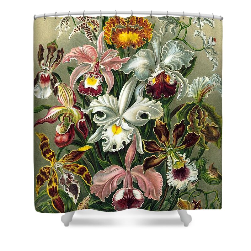Orchidae - A Lithographic Color Plate From Ernst Haeckel's Kunstformen Der Natur Of 1899 Shower Curtain featuring the painting A lithographic color plate from Ernst by MotionAge Designs