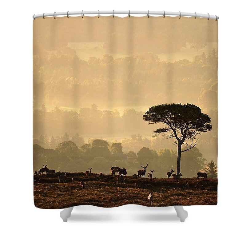 Strathglass Shower Curtain featuring the photograph Autumn Morning, Strathglass by Gavin Macrae