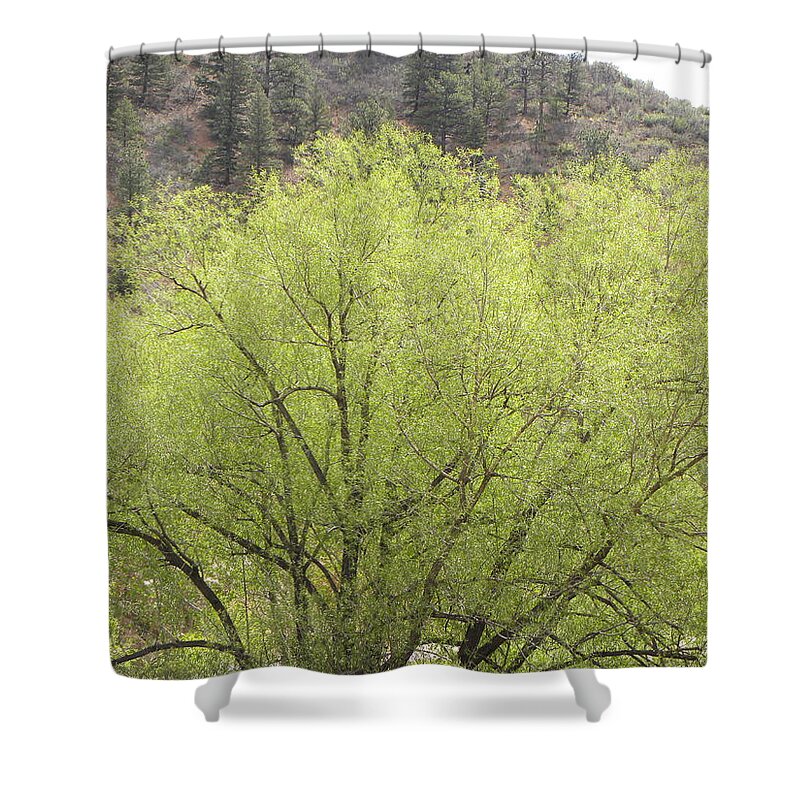 Big Shower Curtain featuring the photograph Tree Ute Pass Hwy 24 COS CO by Margarethe Binkley