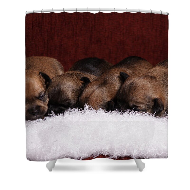 Pup Shower Curtain featuring the photograph Never Long Enough by Monte Arnold