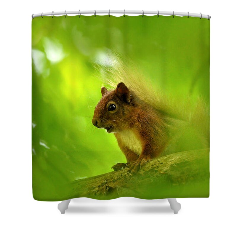 Squirrel Shower Curtain featuring the photograph Red Squirrel by Gavin Macrae