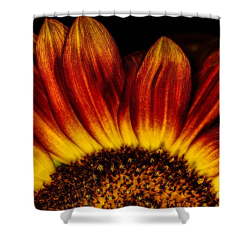 Sunflower Shower Curtain featuring the photograph Sun Rise Sunflower by Gerald Kloss