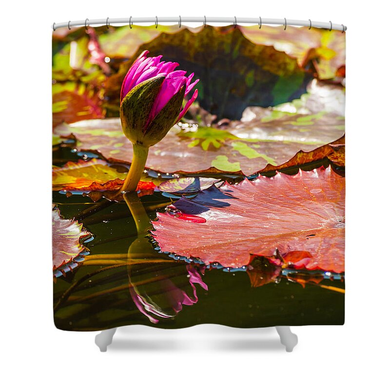 Water Lilly Shower Curtain featuring the photograph The Lilly of the Pad by Charles McCleanon