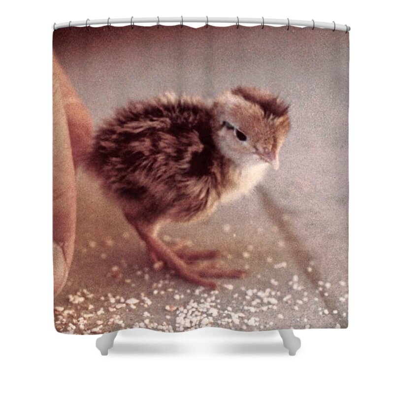 Chicks Shower Curtain featuring the photograph 02_contact With Nature by Christopher Plummer