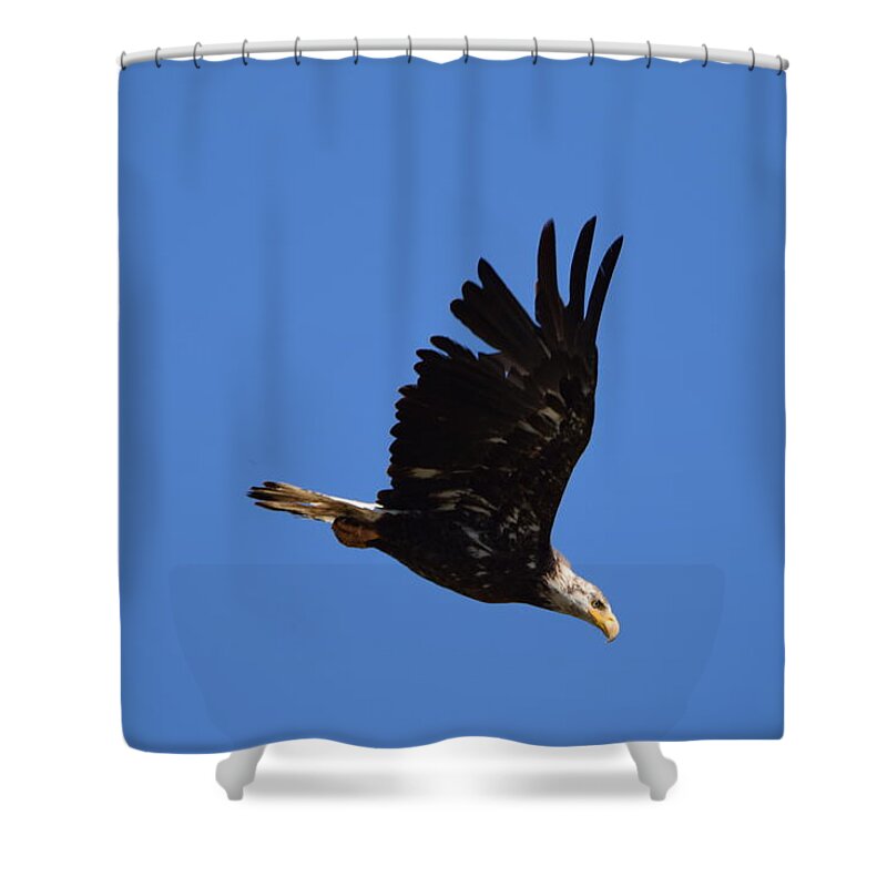 Bald Eagle Juvenile Shower Curtain featuring the photograph Bald Eagle Juvenile Burgess Res CO by Margarethe Binkley