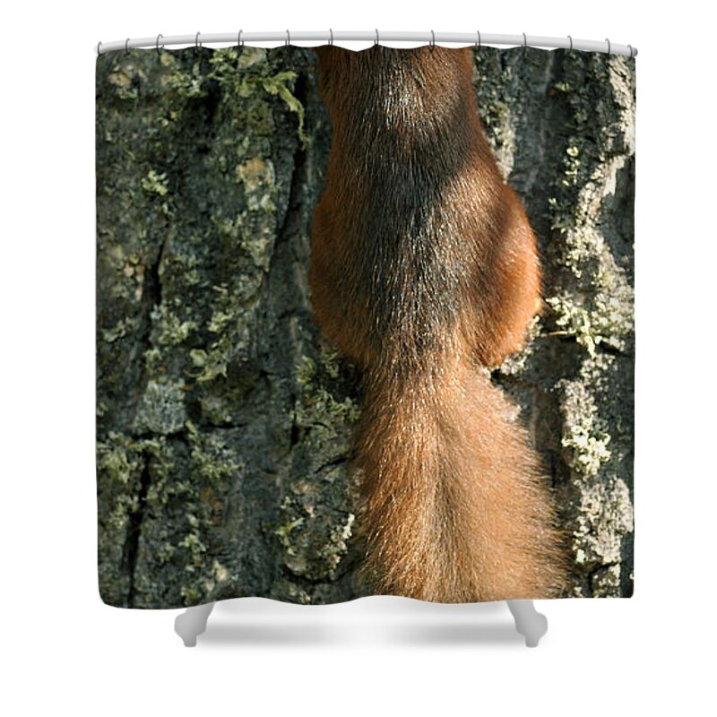 Squirrel Shower Curtain featuring the photograph Red Squirrel #1 by Gavin Macrae