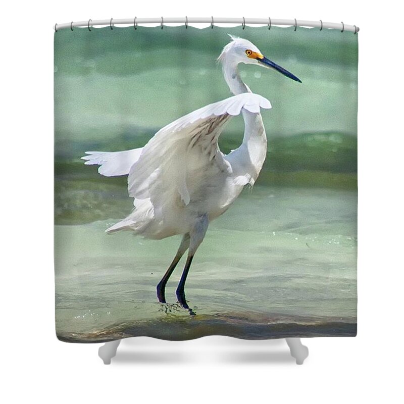 Egret Shower Curtain featuring the photograph A Snowy Egret (egretta Thula) At Mahoe by John Edwards
