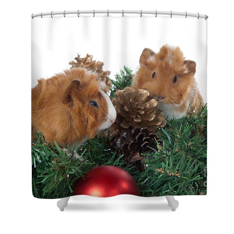 Abyssinian Guinea Pig Shower Curtain featuring the photograph Abyssinian Guinea Pig for Christmas #1 by Anthony Totah