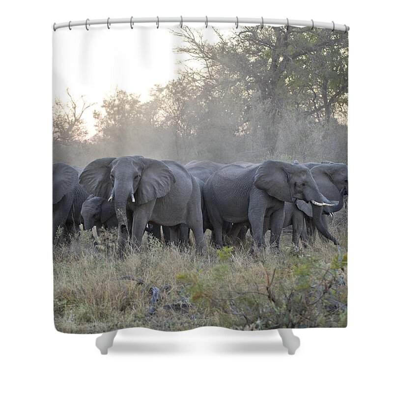 Mp Shower Curtain featuring the photograph African Elephant Loxodonta Africana #1 by Suzi Eszterhas