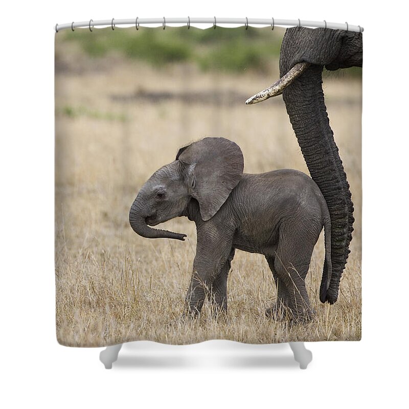 00784040 Shower Curtain featuring the photograph African Elephant Mother And Under 3 by Suzi Eszterhas