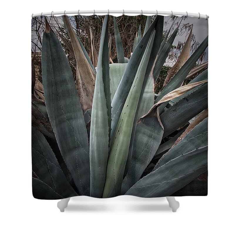 Agaves Shower Curtain featuring the photograph Agaves Plant #1 by Buck Buchanan