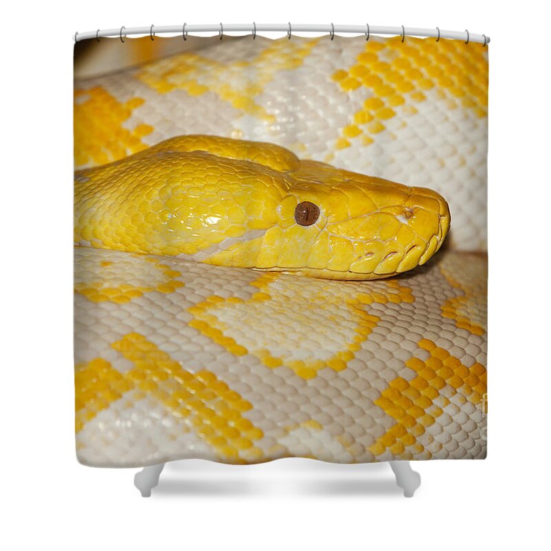 Adult Shower Curtain featuring the photograph Albino Reticulated Python #1 by Gerard Lacz