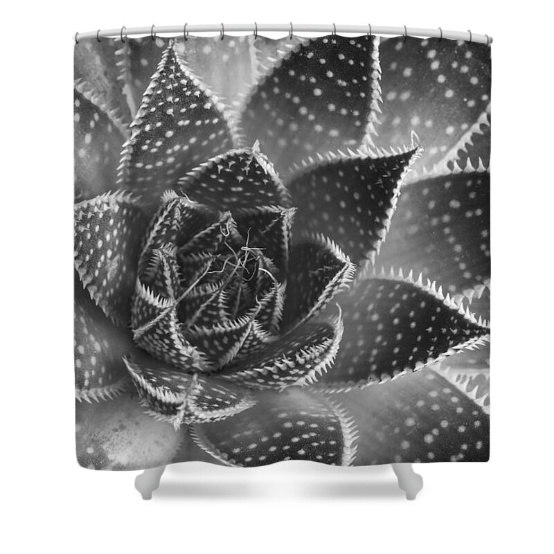 Aloe Aristata Shower Curtain featuring the photograph Aloe aristata Succulent Plant abstract details by Michalakis Ppalis