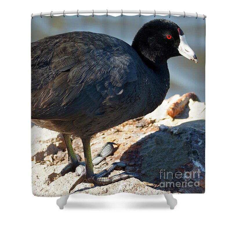 Shorebird Shower Curtain featuring the photograph American Coot #1 by Natural Focal Point Photography