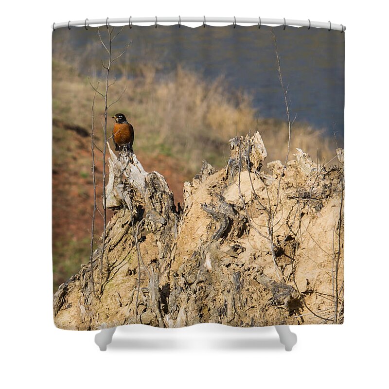 Jan Holden Shower Curtain featuring the photograph American Robin #1 by Holden The Moment