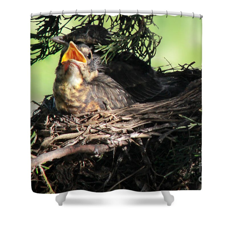 Robin Shower Curtain featuring the photograph American Robin nestlings #1 by Adam Long