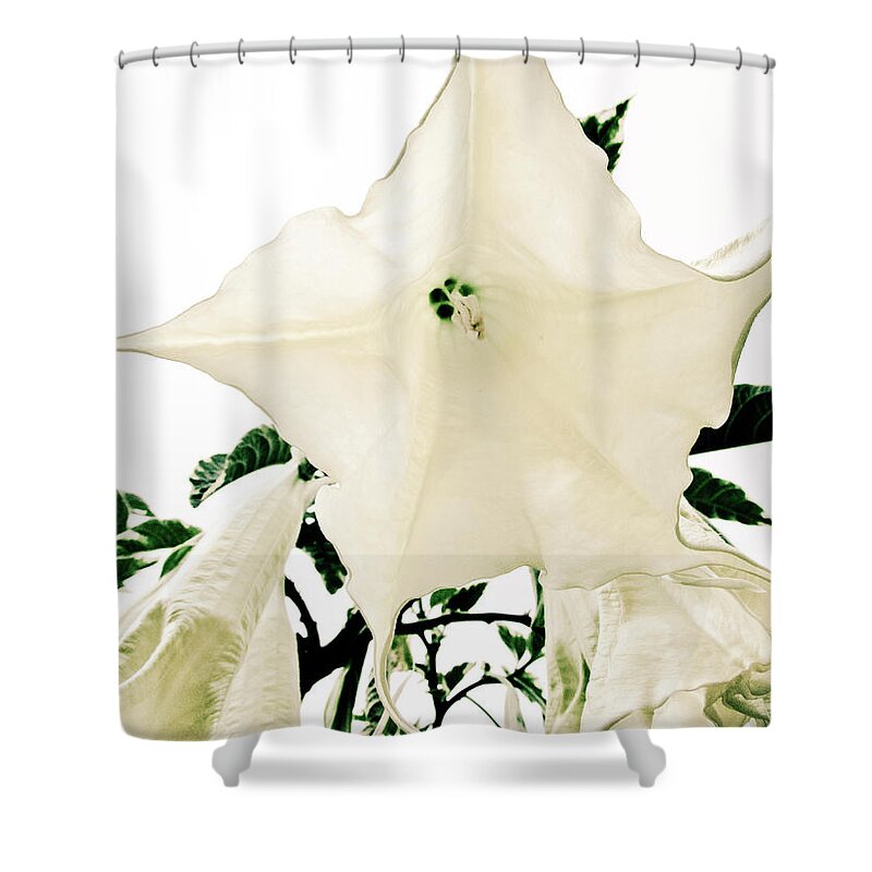 Flower Shower Curtain featuring the photograph Angel's Flower #1 by Cesar Vieira