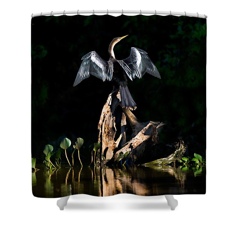 Photography Shower Curtain featuring the photograph Anhinga Anhinga Anhinga, Pantanal #1 by Panoramic Images