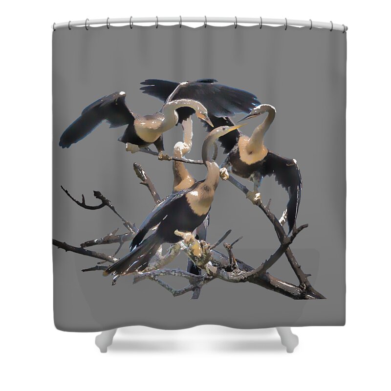 Birds Shower Curtain featuring the photograph Anhinga Feeding Time Transparency by Richard Goldman