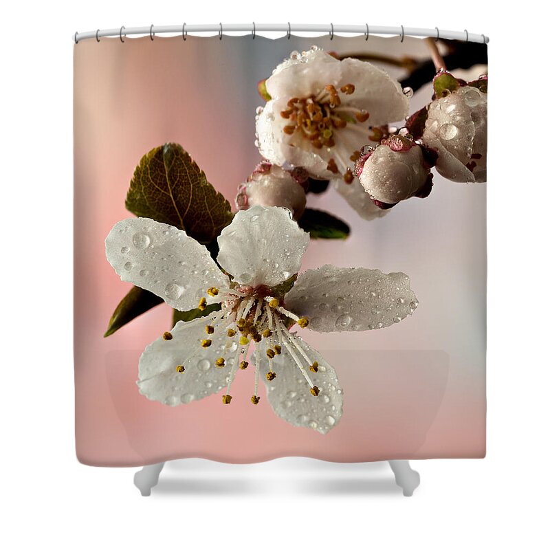 Anther Shower Curtain featuring the photograph Announcing Spring #1 by Mary Jo Allen