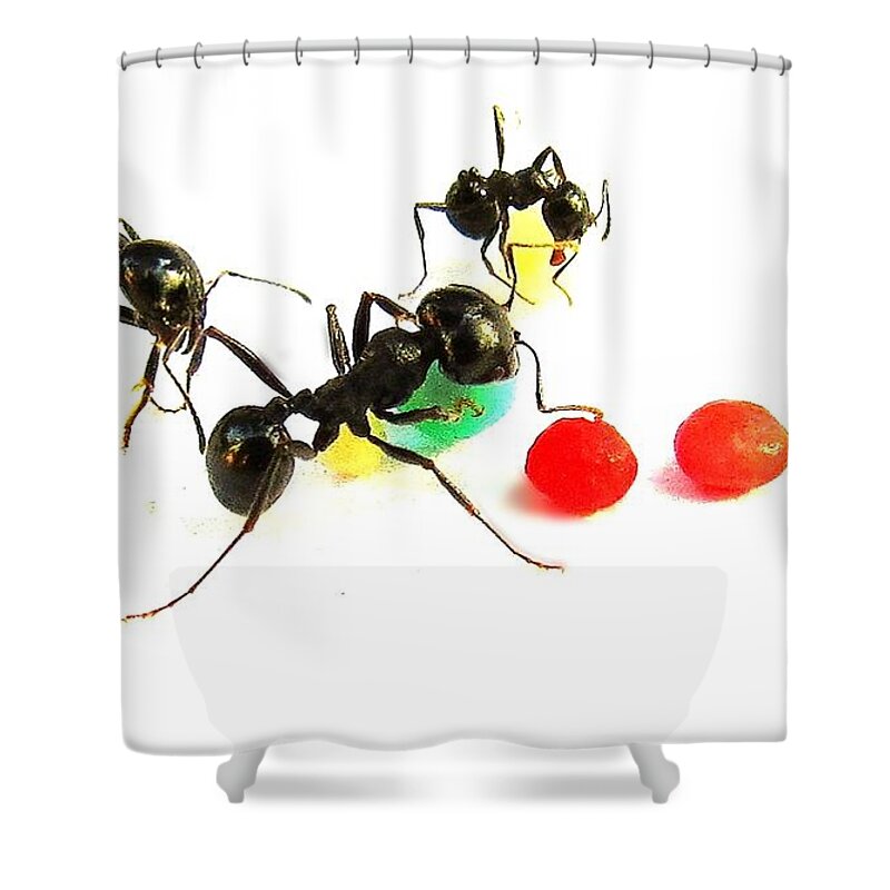 Ants Shower Curtain featuring the photograph Ants #1 by Israel Captures