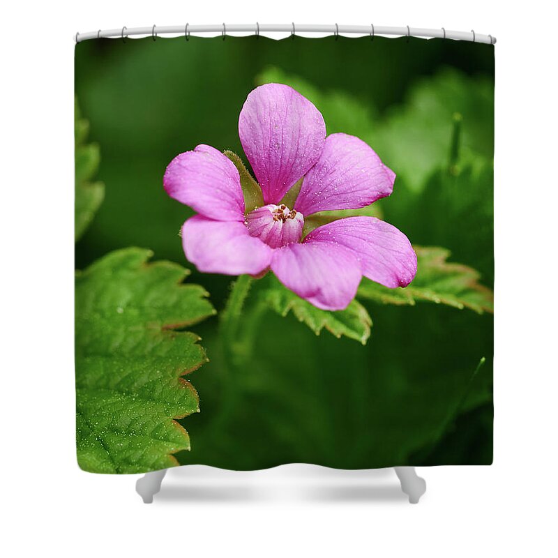 Finland Shower Curtain featuring the photograph Arctic bramble #1 by Jouko Lehto