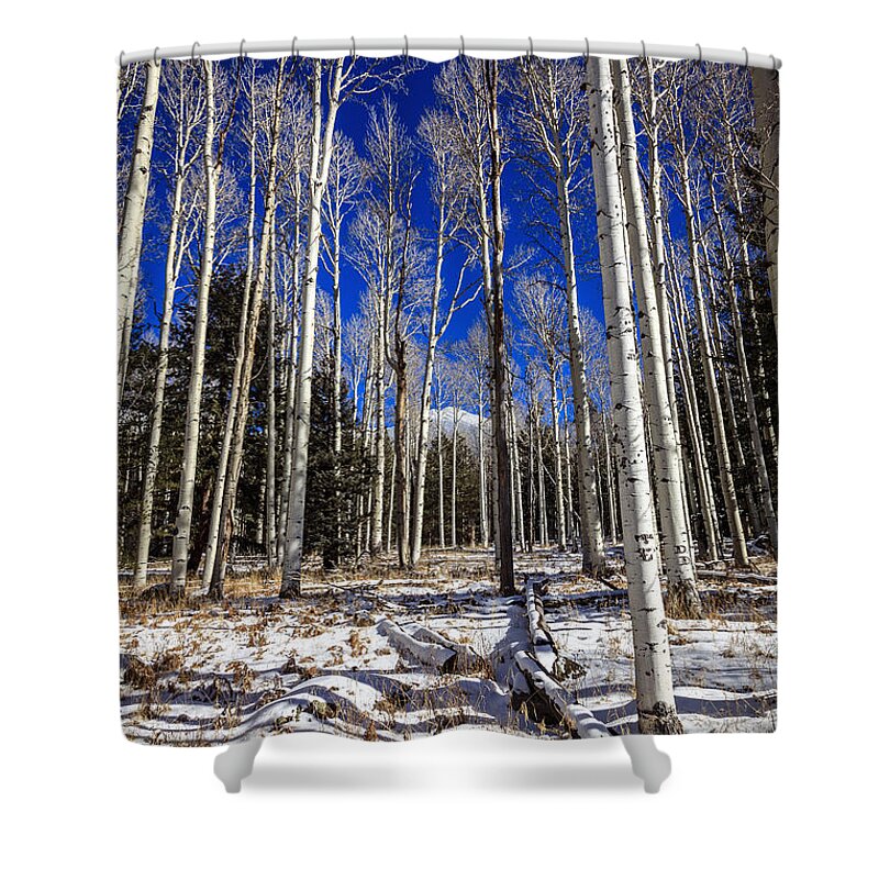 America Shower Curtain featuring the photograph Aspen forest #2 by Alexey Stiop