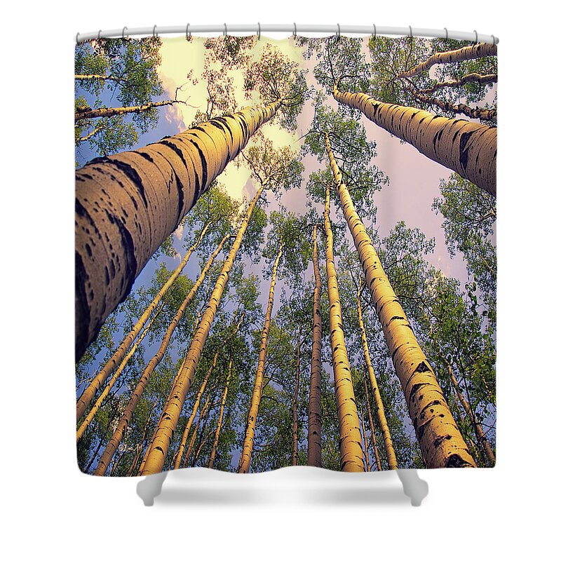 Scenic Shower Curtain featuring the digital art Aspen Trees Against Sky #1 by OLena Art by Lena Owens - Vibrant Design and