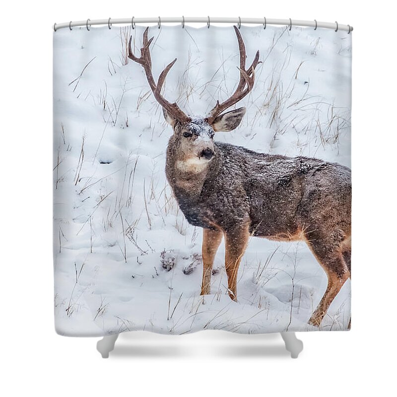 Deer Shower Curtain featuring the photograph Atypical Buck by Darren White