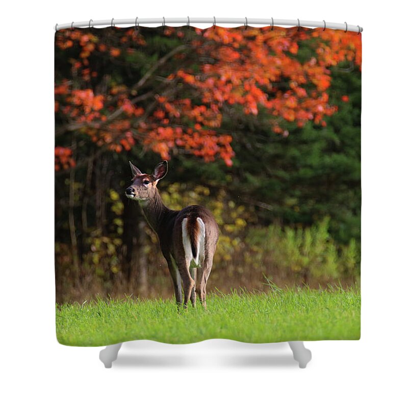 Deer Shower Curtain featuring the photograph Autumn Doe #2 by Brook Burling