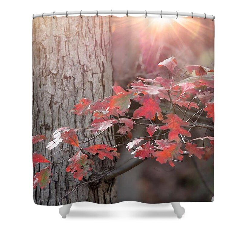 Autumn Shower Curtain featuring the photograph Autumn in the Woods #1 by Jackson Pearson
