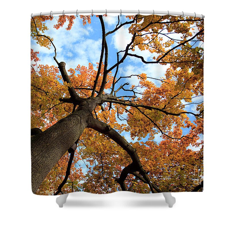Tree Shower Curtain featuring the photograph Autumn Tree by Nailia Schwarz
