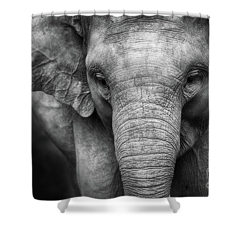 Elephant Shower Curtain featuring the photograph Baby Elephant #1 by Charuhas Images