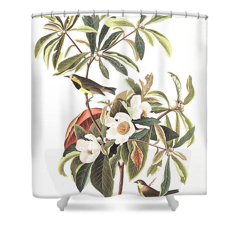 Warbler Shower Curtain featuring the painting Bachman's Warbler by John James Audubon