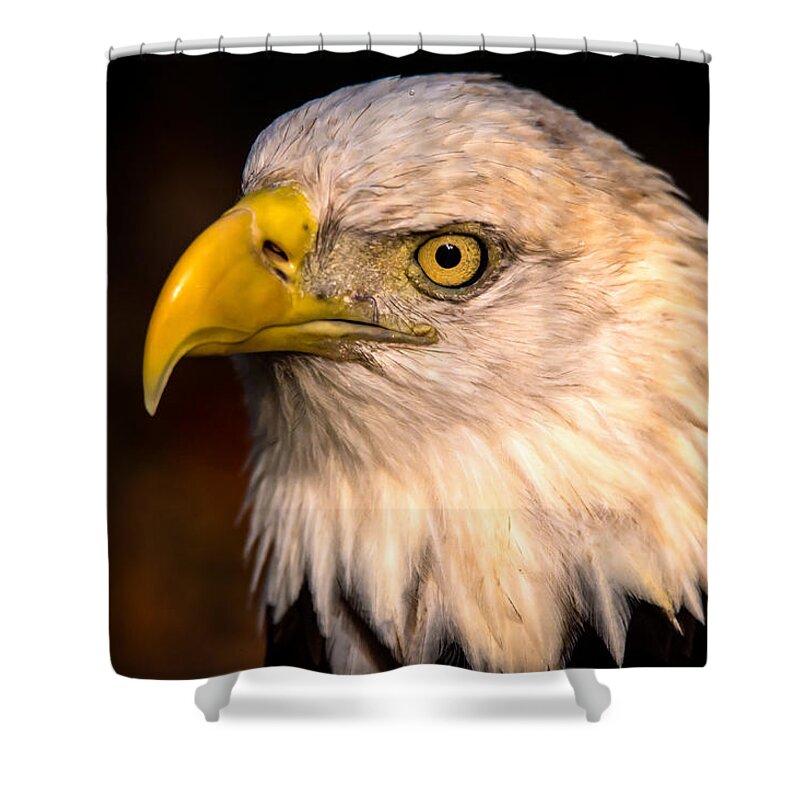 Bald Eagle Shower Curtain featuring the photograph Bald Eagle #1 by Joe Granita