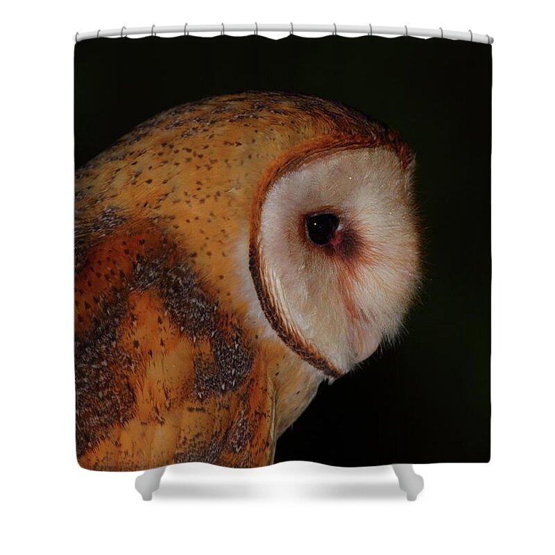Owl Shower Curtain featuring the photograph Barn Owl Profile #1 by Bruce J Robinson