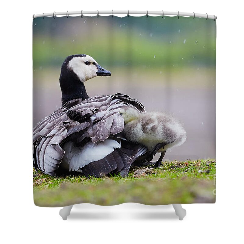 Barnacle Goose Shower Curtain featuring the photograph Barnacle Goose with chick in the rain #1 by Nick Biemans