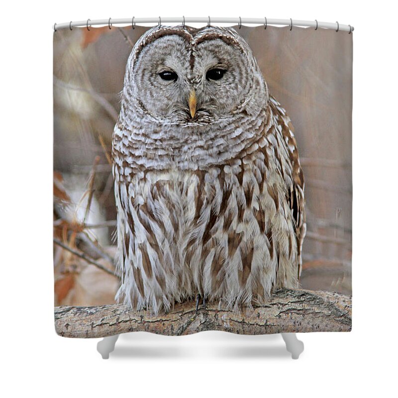 Barred Owl Shower Curtain featuring the photograph Barred Owl #1 by Gary Wing