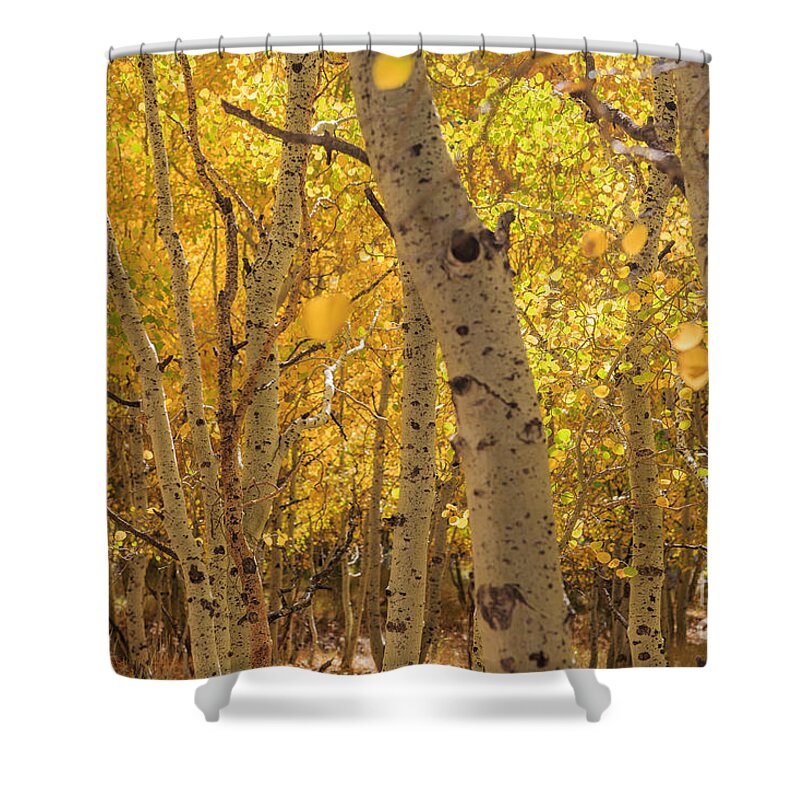 June Lake Loop Shower Curtain featuring the photograph Beautiful fall color in California #1 by Chon Kit Leong