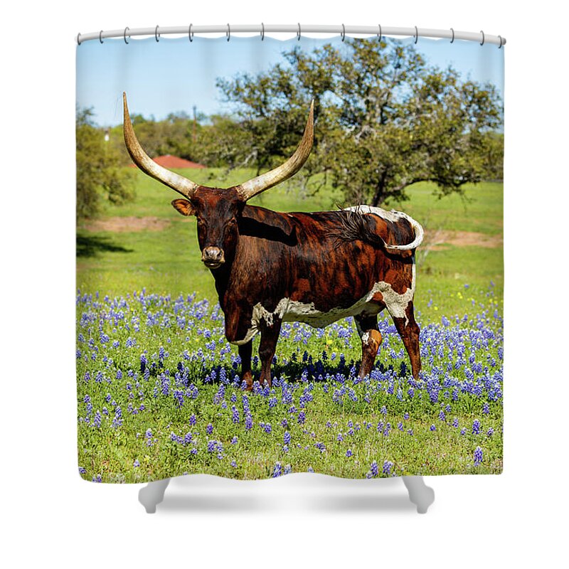 African Breed Shower Curtain featuring the photograph Beautiful longhorn bull by Raul Rodriguez