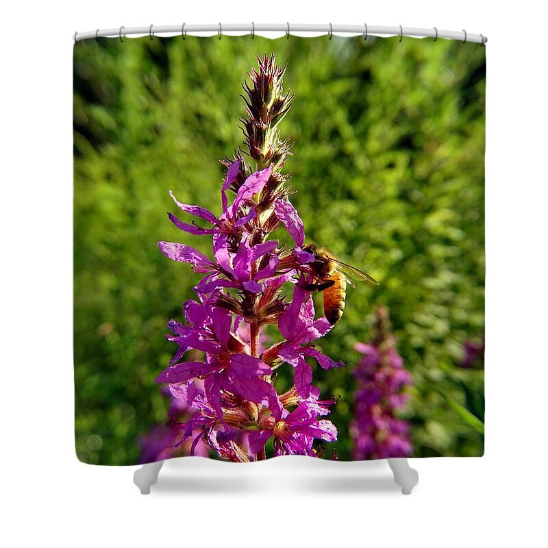 Bee Shower Curtain featuring the photograph Bee at work #1 by Lilia S